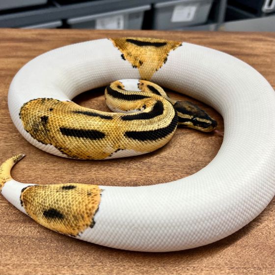 Piebald