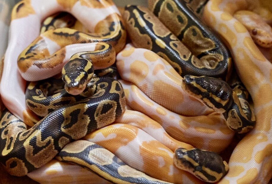 Blog post Breeding Recessive Genes in Ball Pythons