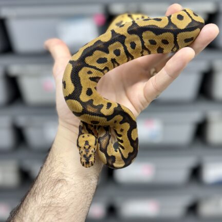 Spotnose Clown