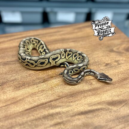 Black Pastel Pewter het Clown Male