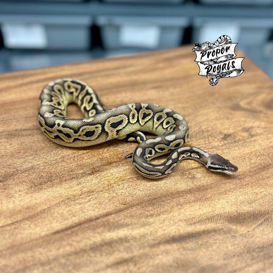 Black Pastel Pewter het Clown Male