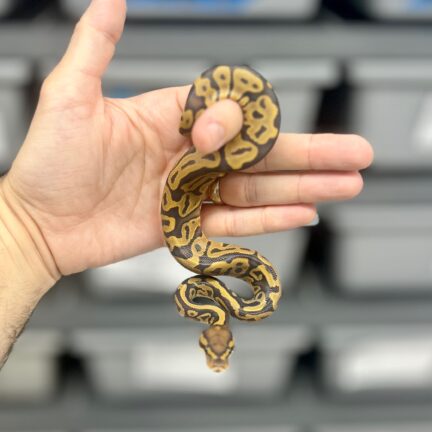 Leopard Hypo Female