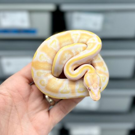 Lavender Mojave het Pied Male