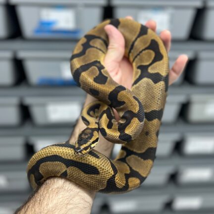 Acid Enchi Male