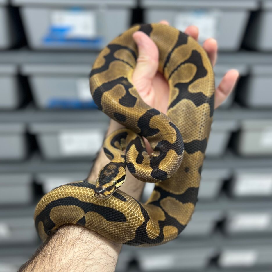 Acid Enchi Male