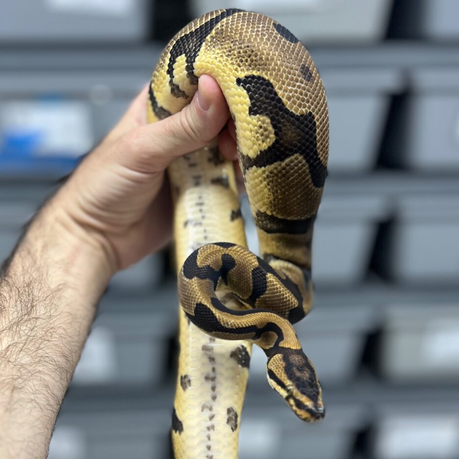 Acid Enchi Male - Image 4
