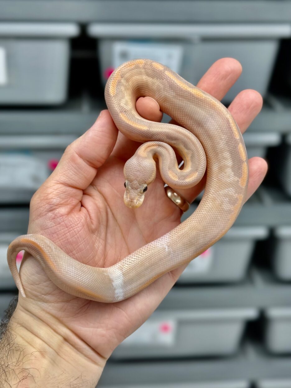 Banana Cinnamon Calico Male 1