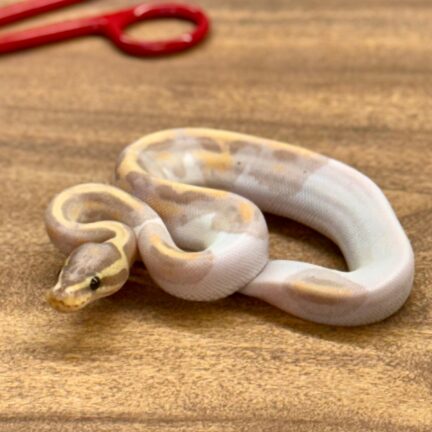 Banana Pied