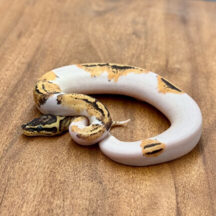 Pastel YB Pied