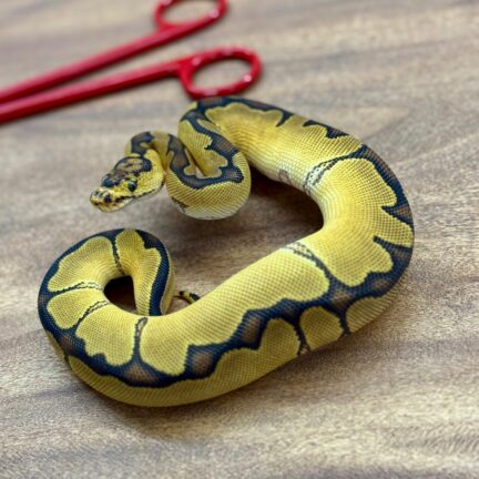 Enchi Clown