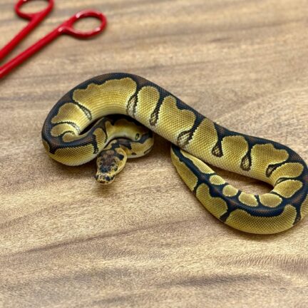 Enchi Clown