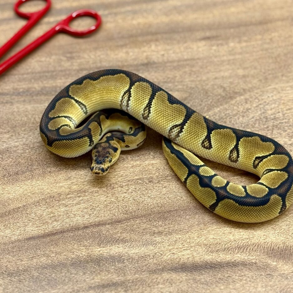 Enchi Clown