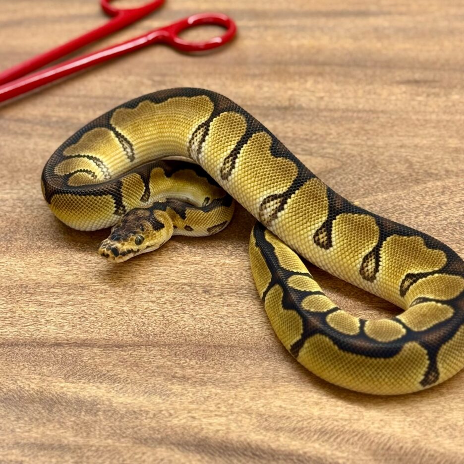 Enchi Clown - Image 3