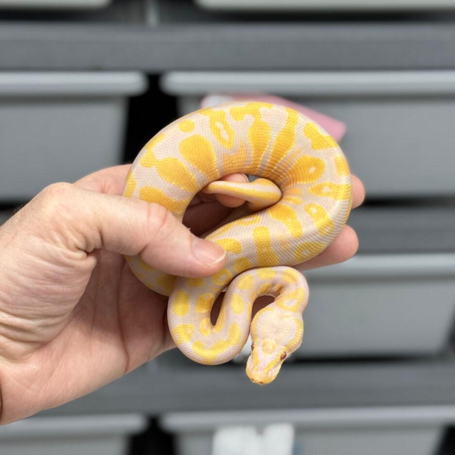 Candy or Candino het Pied Male - Image 3
