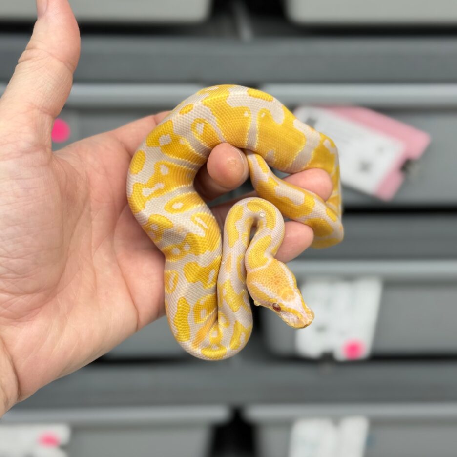 Candy or Candino het Pied Male - Image 3