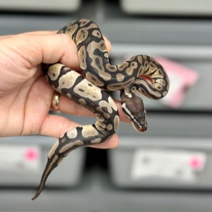 Pastel Ax Female