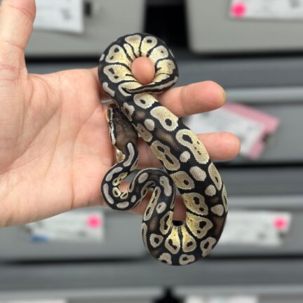 Pastel Ax Female