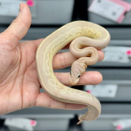 Super Banana Gargoyle
