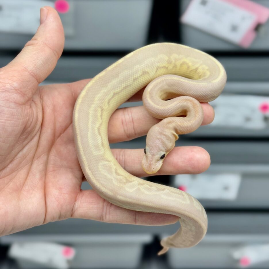 Super Banana Gargoyle