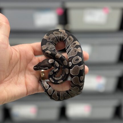 Axanthic VPI