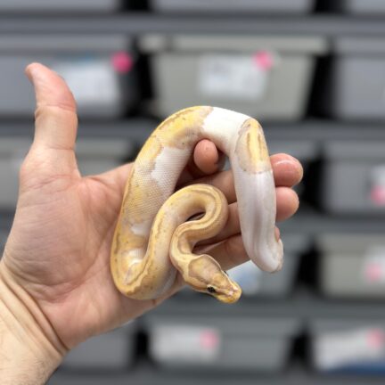 Banana Pastel Pied