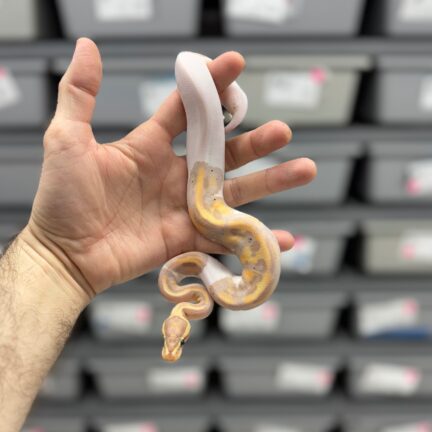 Banana Pied