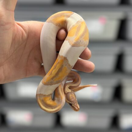 Banana Pied