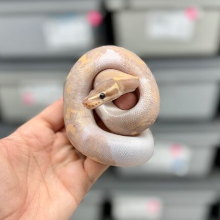 Banana Pied
