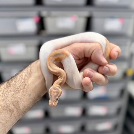Banana Pied