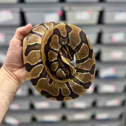 Enchi DH Ultramel Clown Male