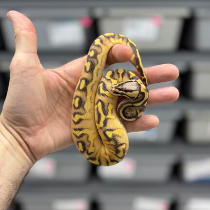 Pastel Enchi Super Gravel