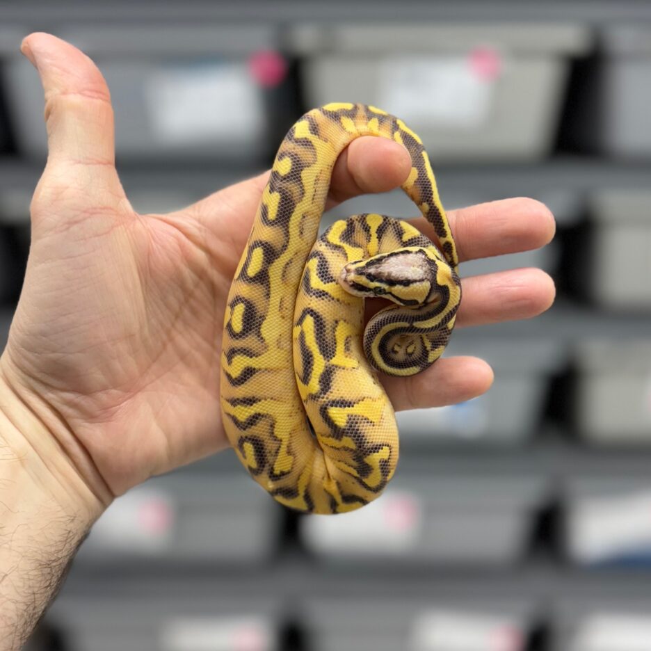 Pastel Enchi Super Gravel
