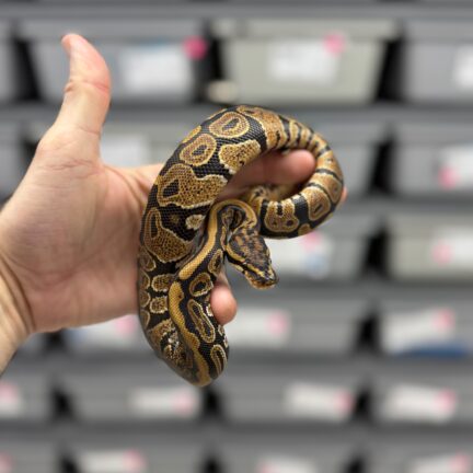 Spotnose het Clown