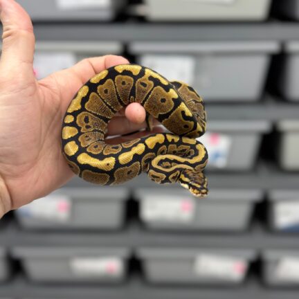 Spotnose het Clown