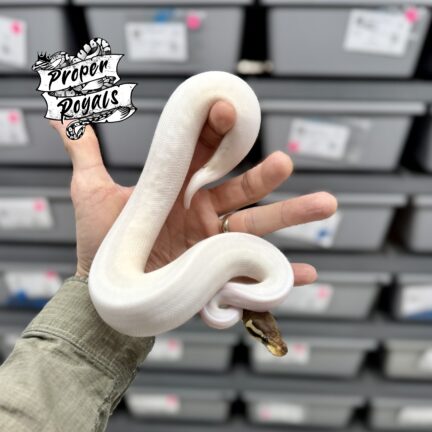 Black Pewter Pied Female