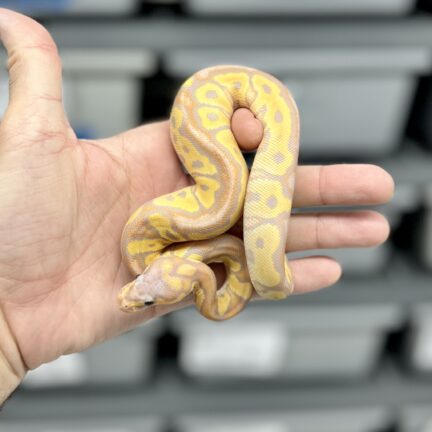 Banana Clown Female