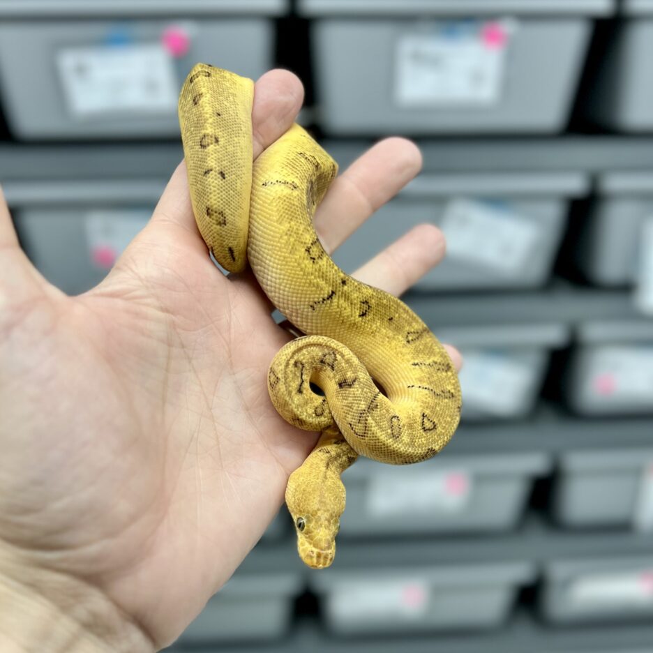 Pastel Pinstripe Enchi Clown