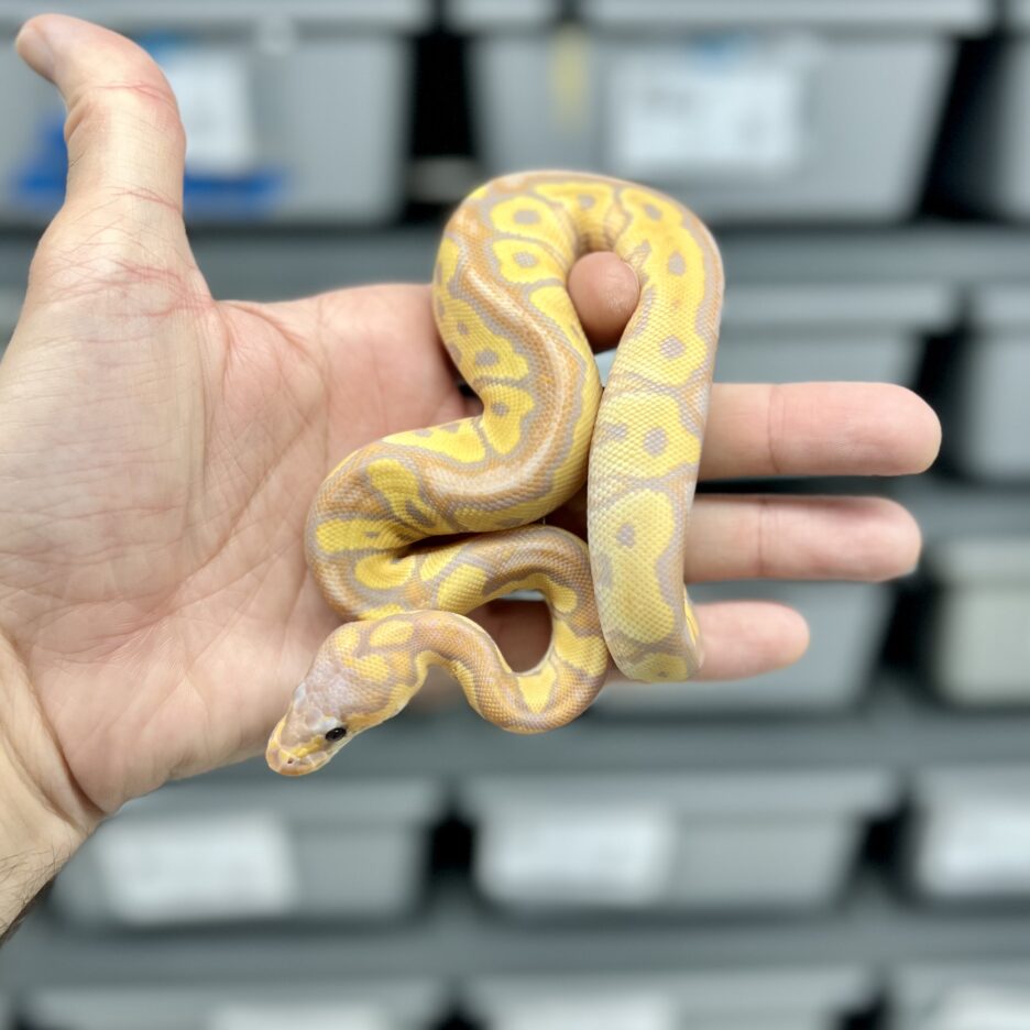 Banana Clown Female - Image 3