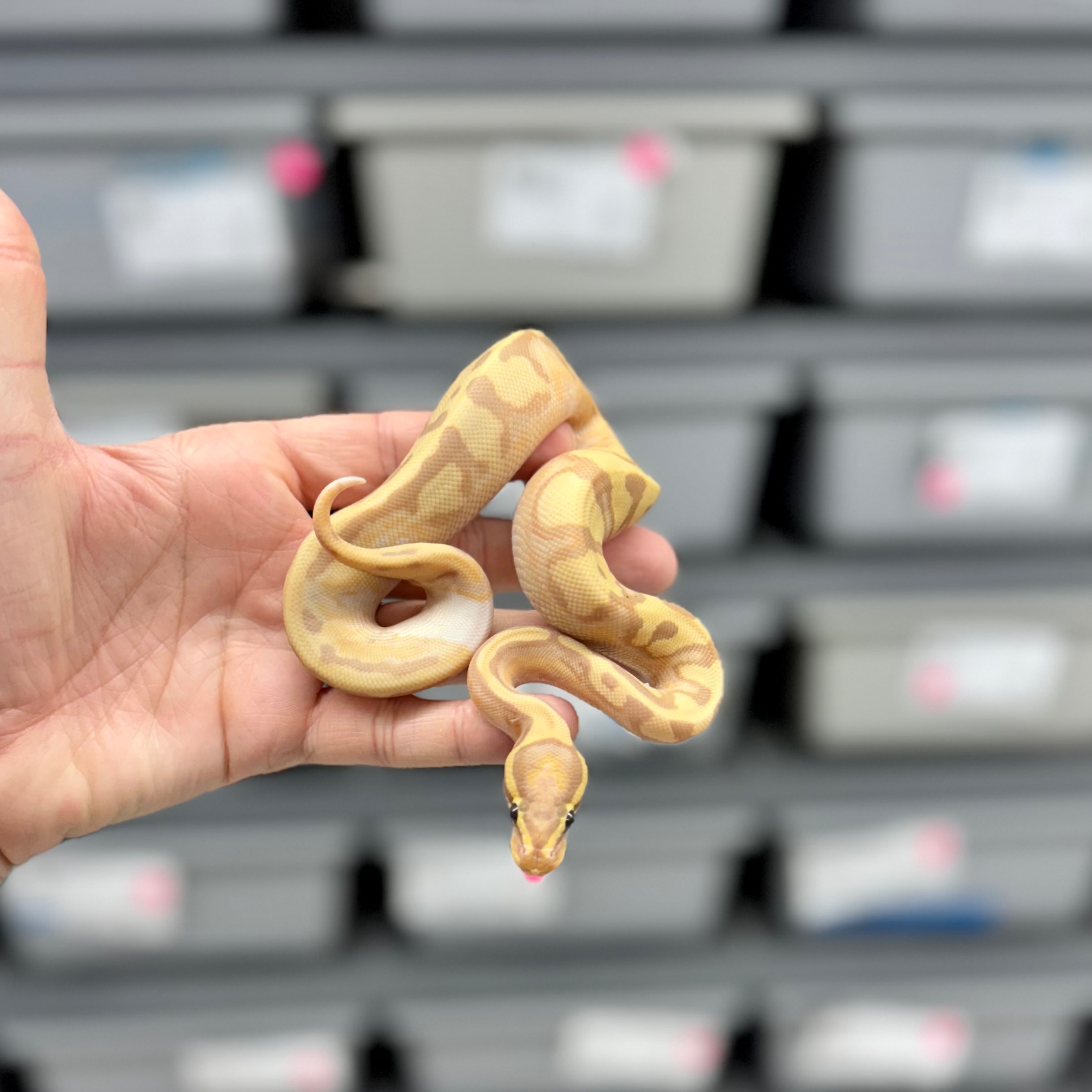 Banana Enchi Pied