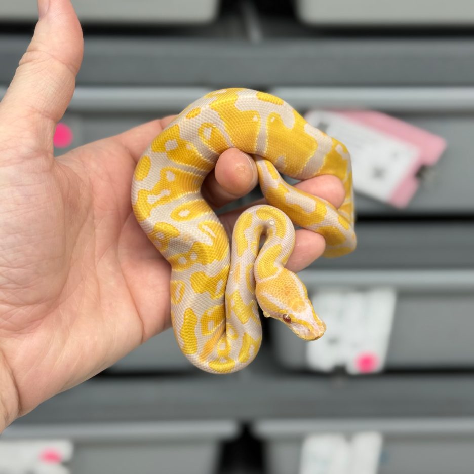 Candy or Candino het Pied Male - Image 3