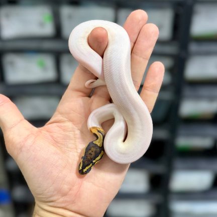 Pied (OD) het Lavender