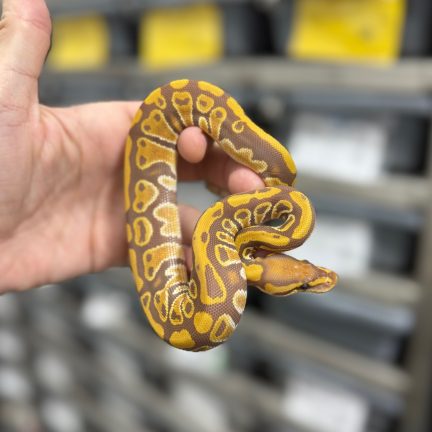 Ultramel het Pied