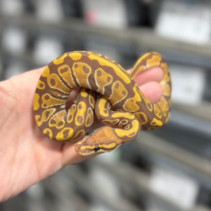 Ultramel het Pied