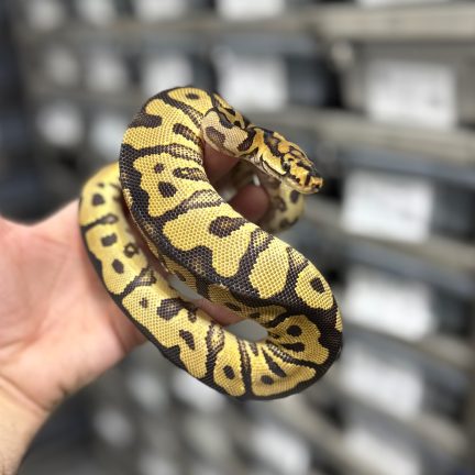 Spotnose Clown