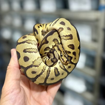 Spotnose Clown