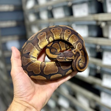 Redstripe het Clown