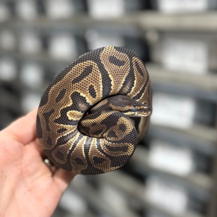 Leopard het Clown