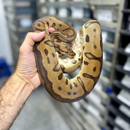 Leopard Clown