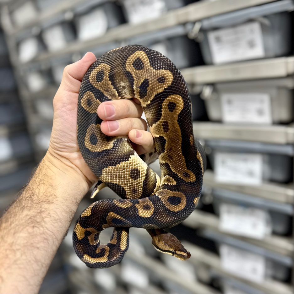 Chocolate Leopard het Clown