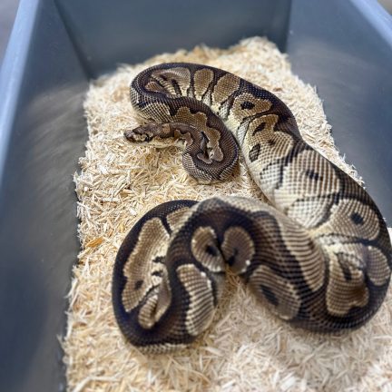 Yellow Belly Clown